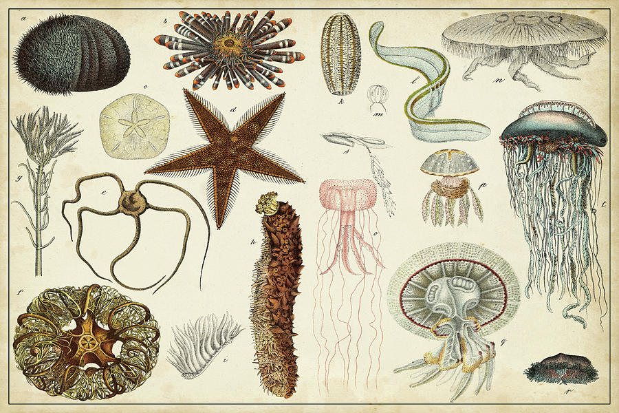 Antique Sealife Chart Painting by Vision Studio - Fine Art America