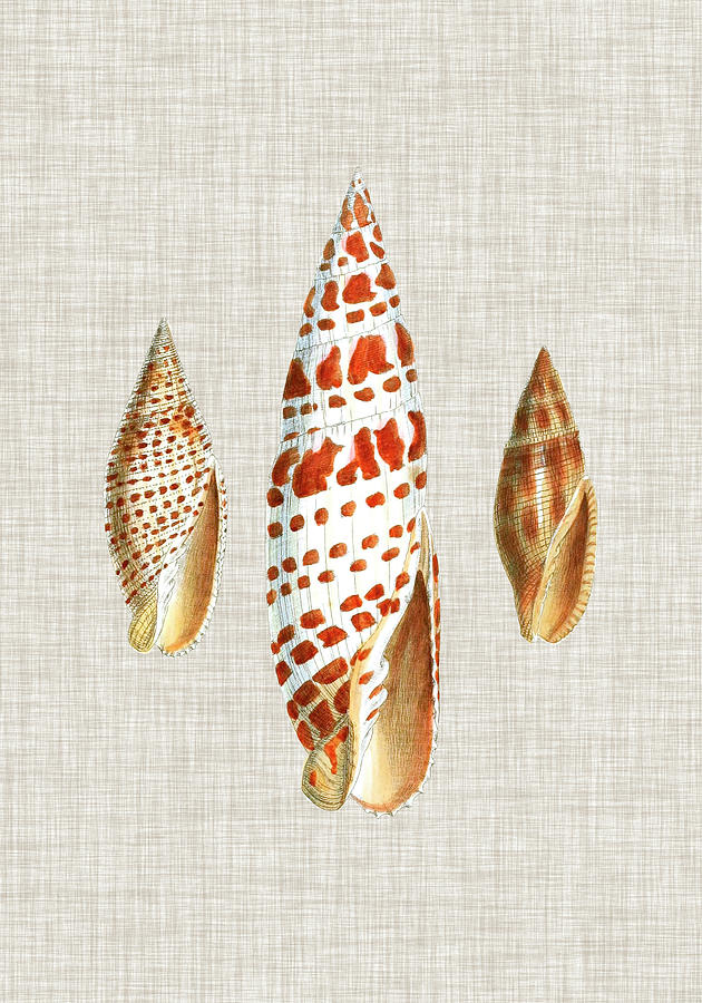 Shell Painting - Antique Shells On Linen I by Vision Studio