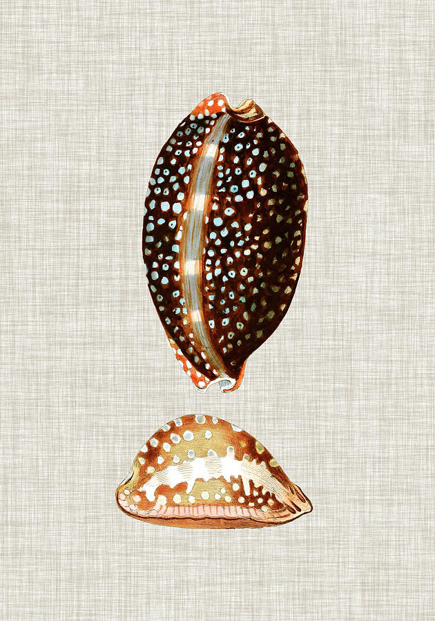 Shell Painting - Antique Shells On Linen Iv by Vision Studio