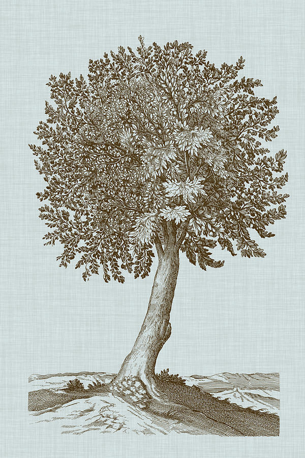 Antique Tree In Sepia I Painting by Vision Studio