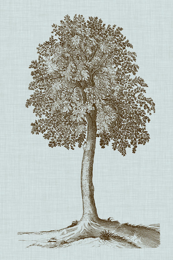 Antique Tree In Sepia II Painting by Vision Studio