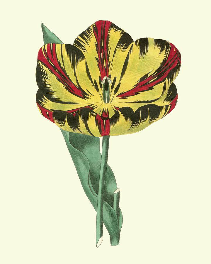 Nature Painting - Antique Tulip I by Watts