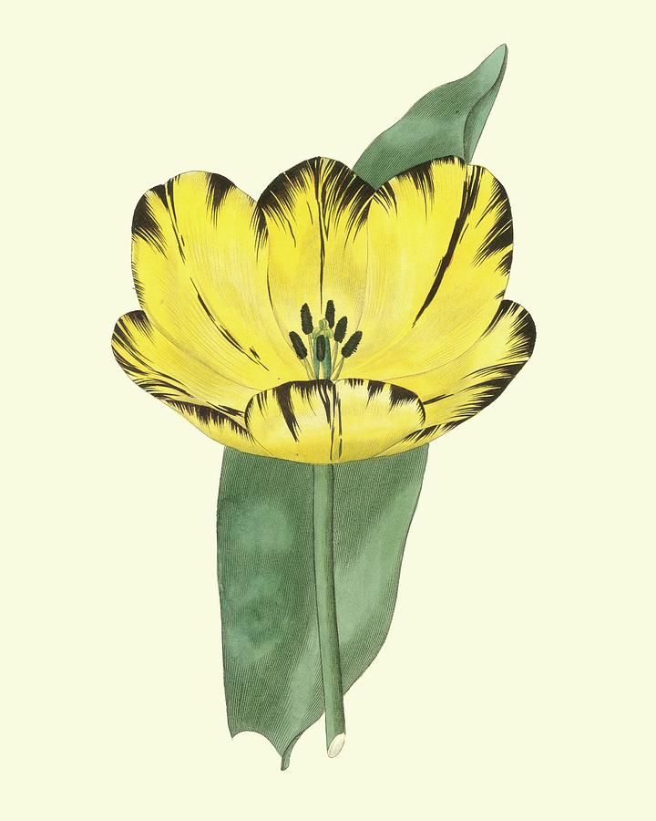 Nature Painting - Antique Tulip II by Watts