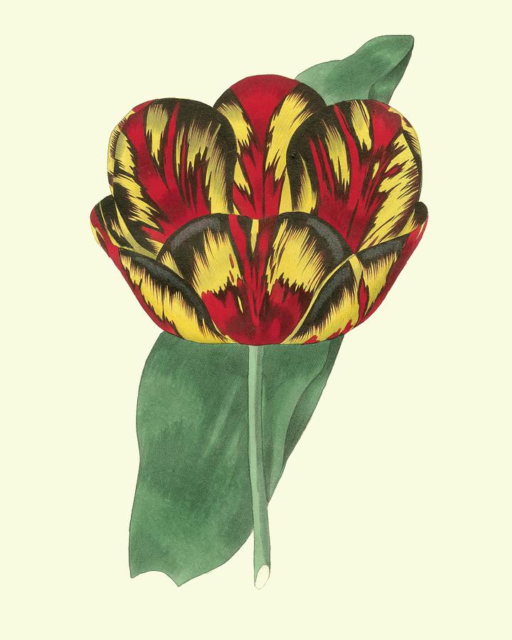 Nature Painting - Antique Tulip IIi by Watts