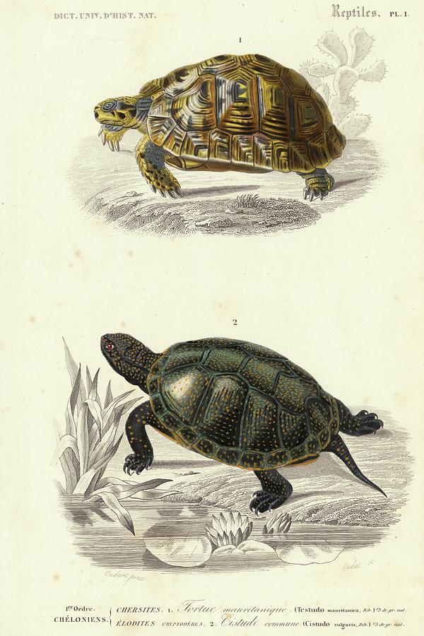 Antique Turtle Duo II Painting by Oudart