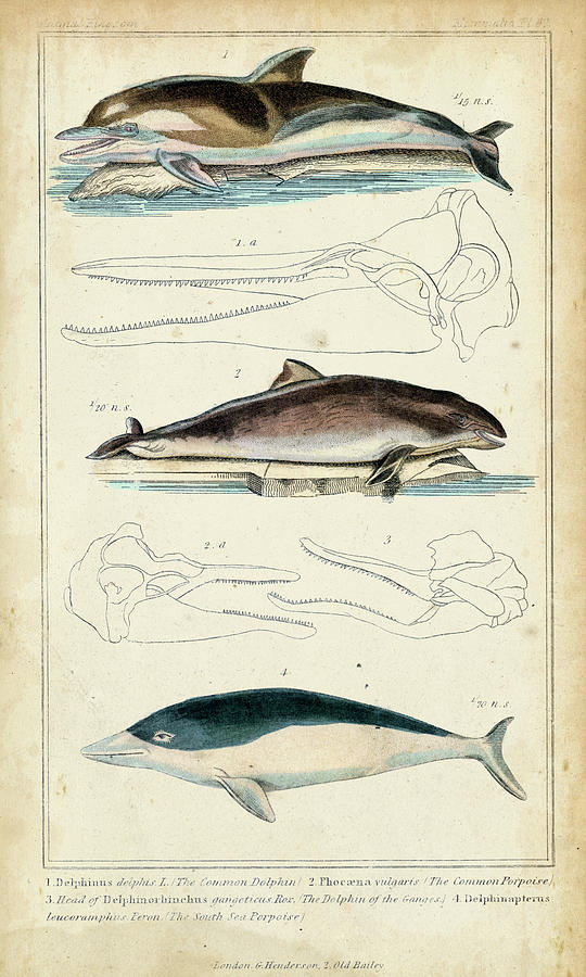 Antique Whale & Dolphin Study II Painting by G. Henderson