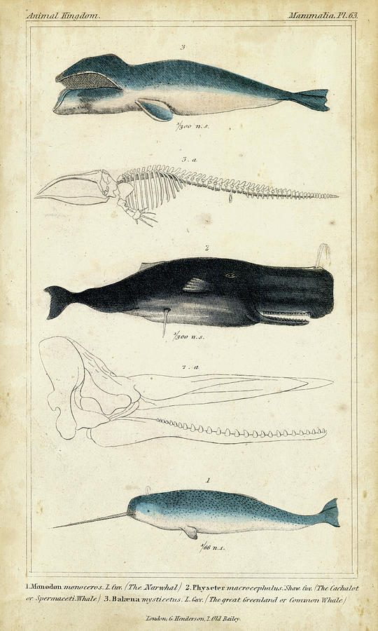 Antique Whale & Dolphin Study IIi Painting by G. Henderson