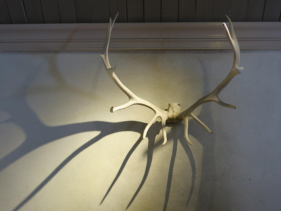 Antlers Photograph - Antler Shadows by Heather Ormsby Antlers Photograph - Antler Shadows by Heather Ormsby