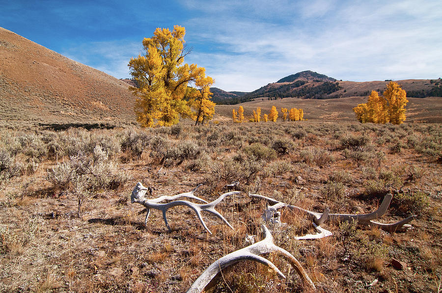 Antlers and Cottonwoods by Steve Stuller Antlers and Cottonwoods by Steve Stuller