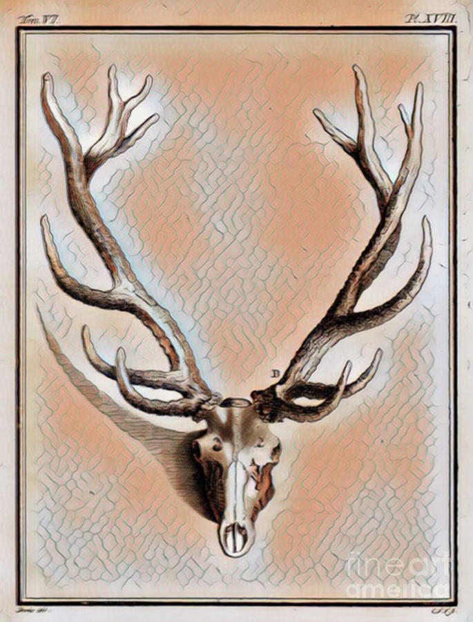 Deer Digital Art - Antlers and Skull by Jackie MacNair