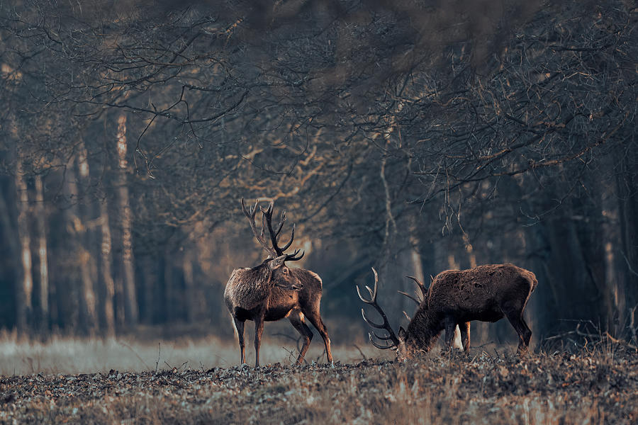 Antlers Grazing Together Photograph by Gert J Ter Horst
