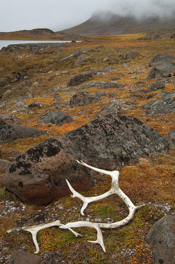 Antlers On The Moss Covered Rocks In Photograph by Mint Images - David Schultz