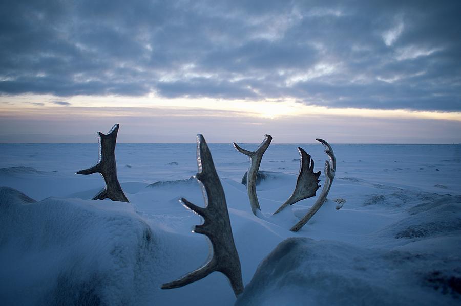 alaska antler art