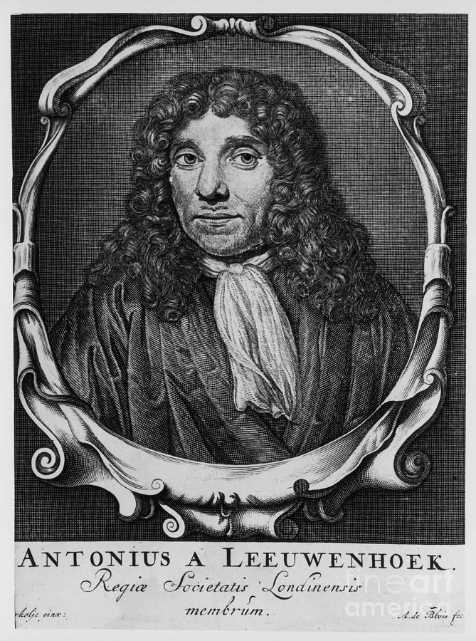 Antoni Van Leeuwenhoek, Dutch Pioneer Drawing by Print Collector