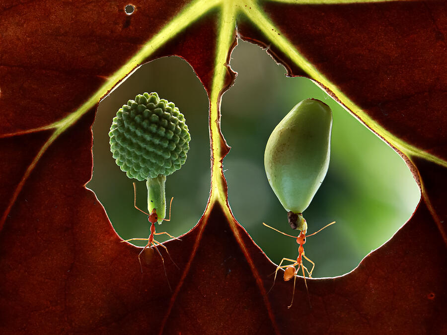 Nature Photograph - Ants In Frame by Nashruddin Al Islam