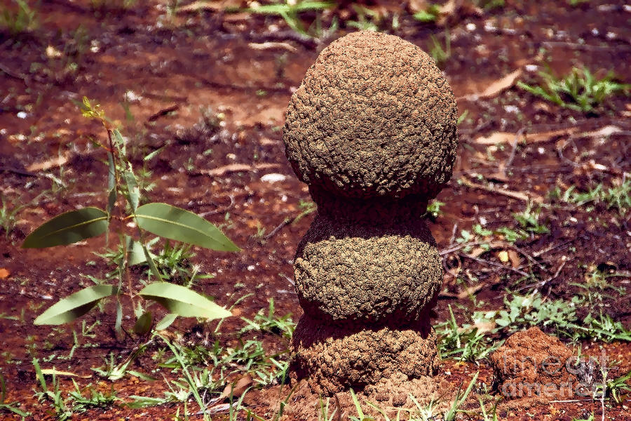 Ants Nest Photograph by Douglas Barnard