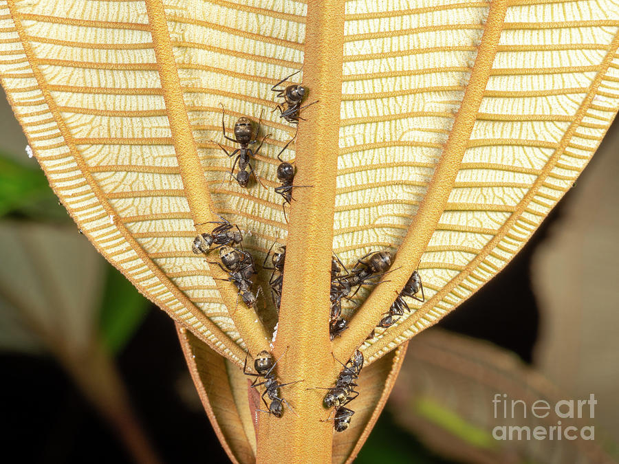 Ants On A Textured Leaf In The Amazon Photograph by Dr Morley Read/science Photo Library