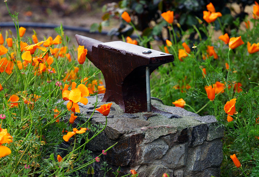 Anvil In The Poppies Photograph