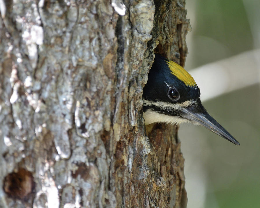 Answering the Front Door- Male Black-Backed Woodpecker Photograph by David Porteus