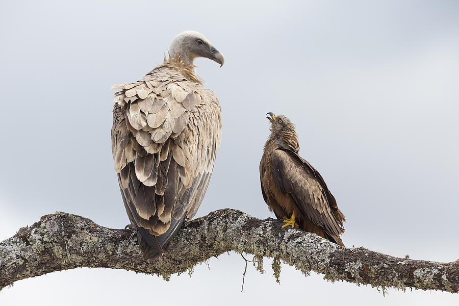 Vulture Photograph - Any Problem? by Joan Gil Raga