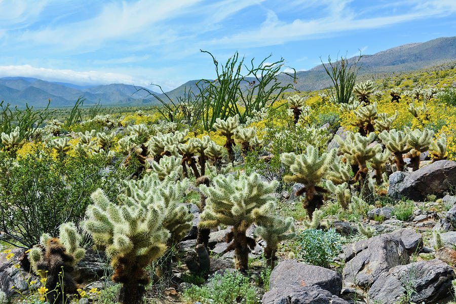 Anza Borrego Cactus Trail Photograph by Kyle Hanson