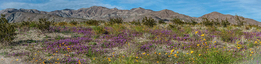 Anza Borrego Desert Bloom behind Santa Rosa Mountains Photograph by Daniel Hebard