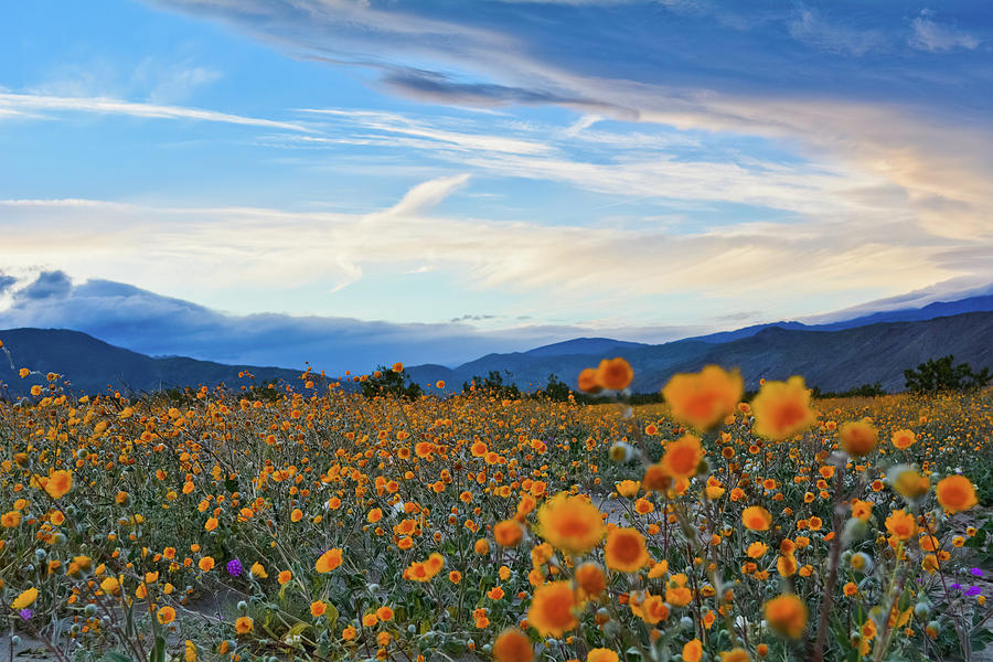 Anza Borrego Desert Sunflower Sunset Photograph by Kyle Hanson