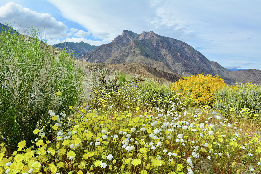 Anza Borrego Mountain Wildflowers Photograph by Kyle Hanson