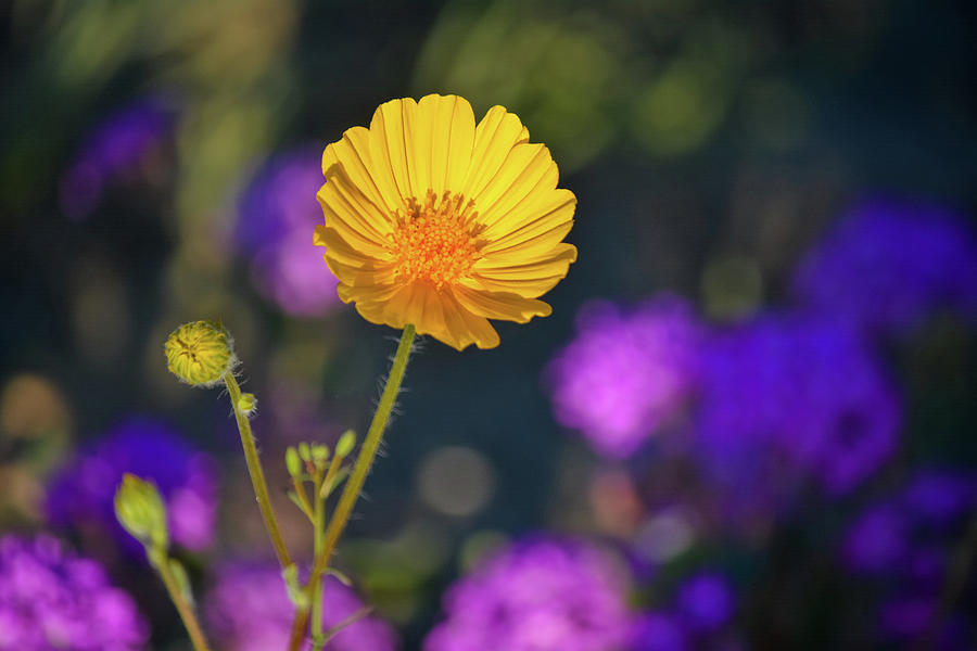 Anza Borrego Sunset Wildflower Photograph by Kyle Hanson