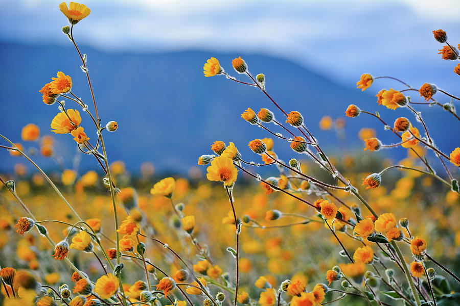 San Diego Photograph - Anza Borrego Wild Desert Sunflowers by Kyle Hanson