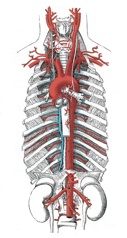 Aorta Photograph by Microscape/science Photo Library - Fine Art America