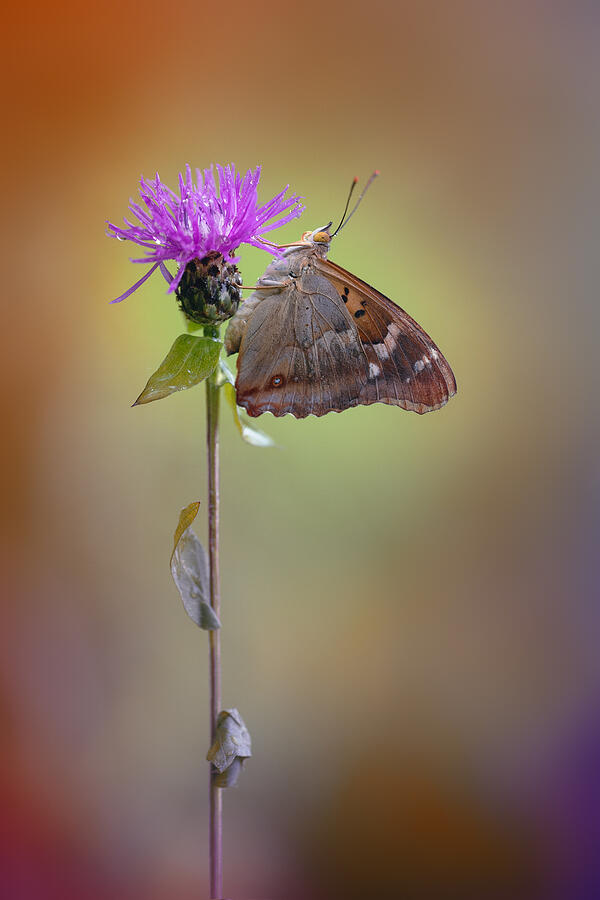 Apatura Ilia Photograph by Fabrizio Daminelli - Fine Art America