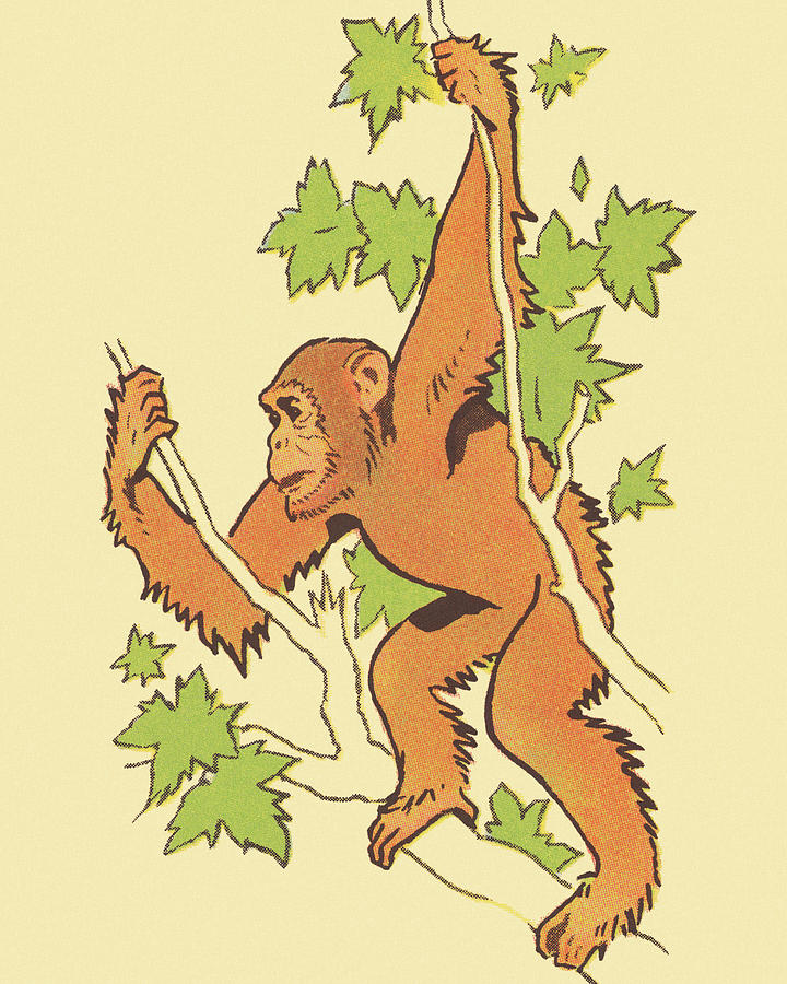 Jungle Drawing - Ape Hanging in a Tree by CSA Images