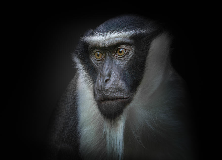 Ape Photograph by Kamera