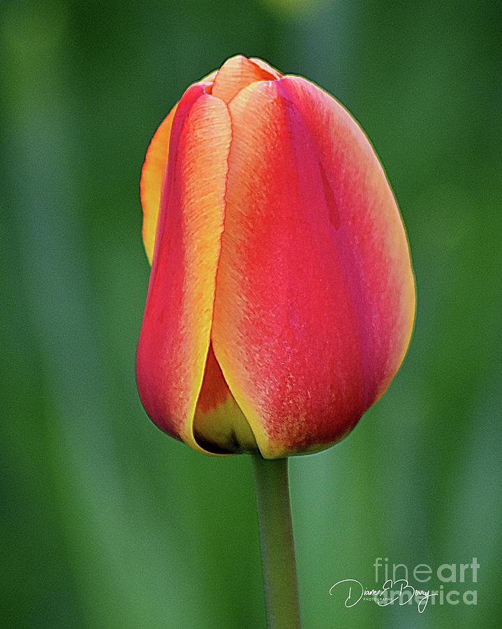 Apeldoorn Tulip Portrait Photograph by Diane E Berry