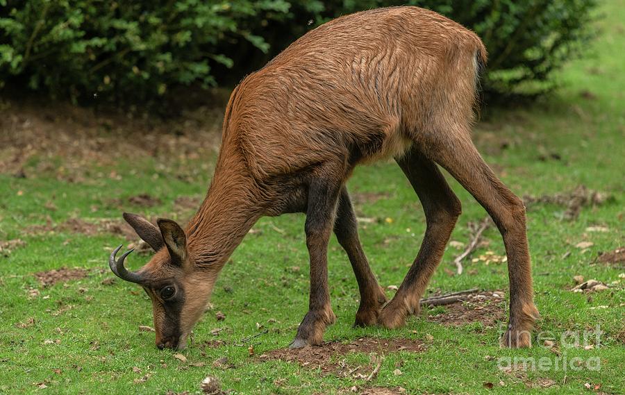 Apennine Chamois Grazing In The Pyrenees Photograph by Bob Gibbons/science Photo Library