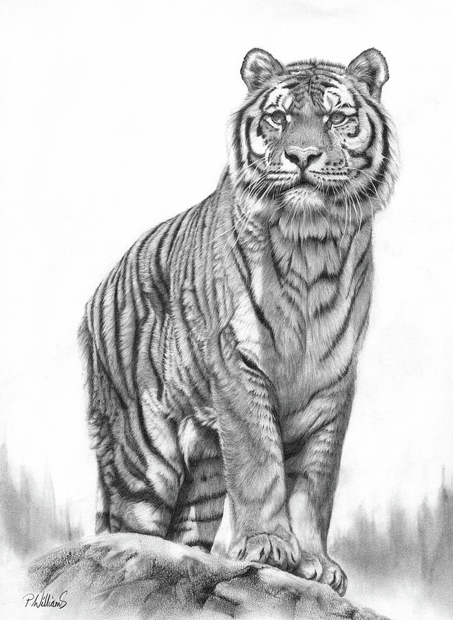 Apex Drawing by Peter Williams