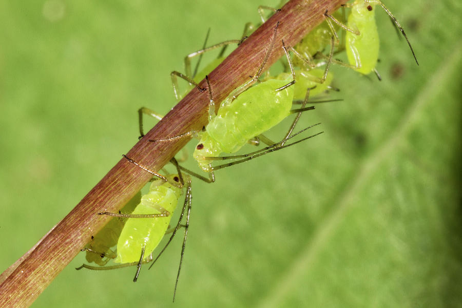 Aphids by Rick Veldman Aphids by Rick Veldman