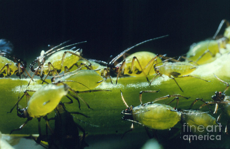 Aphids Photograph by Science Pictures Limited/science Photo Library ...