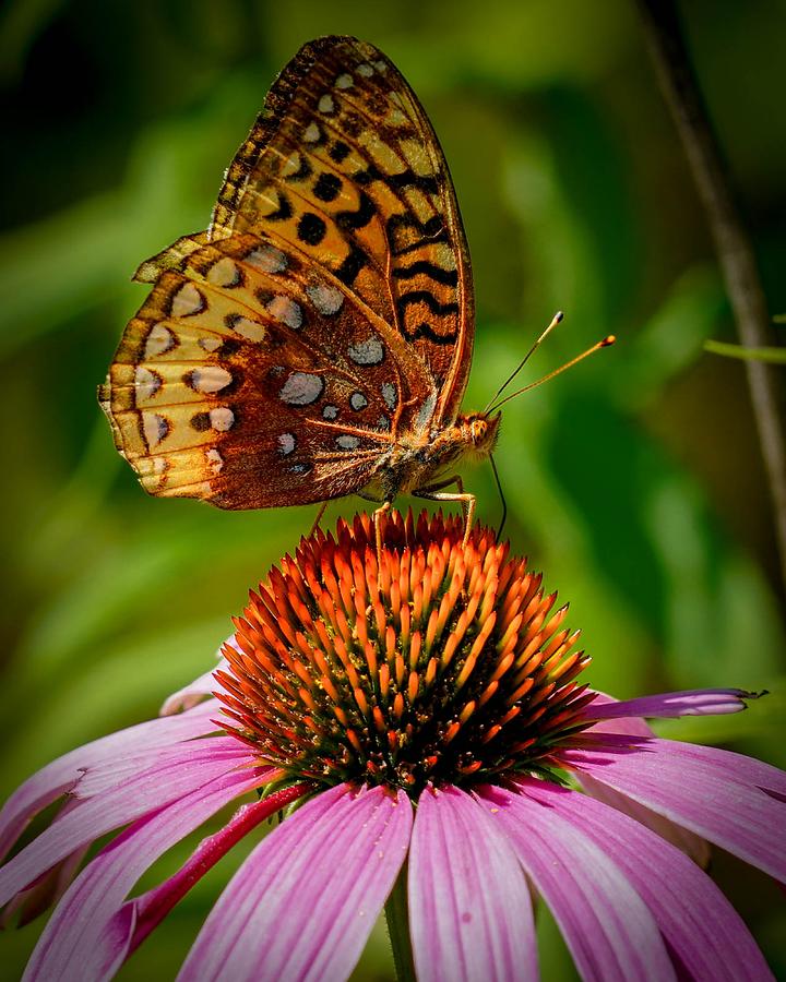 Aphrodite Fritillary Butterfly Photograph by Susan Rydberg