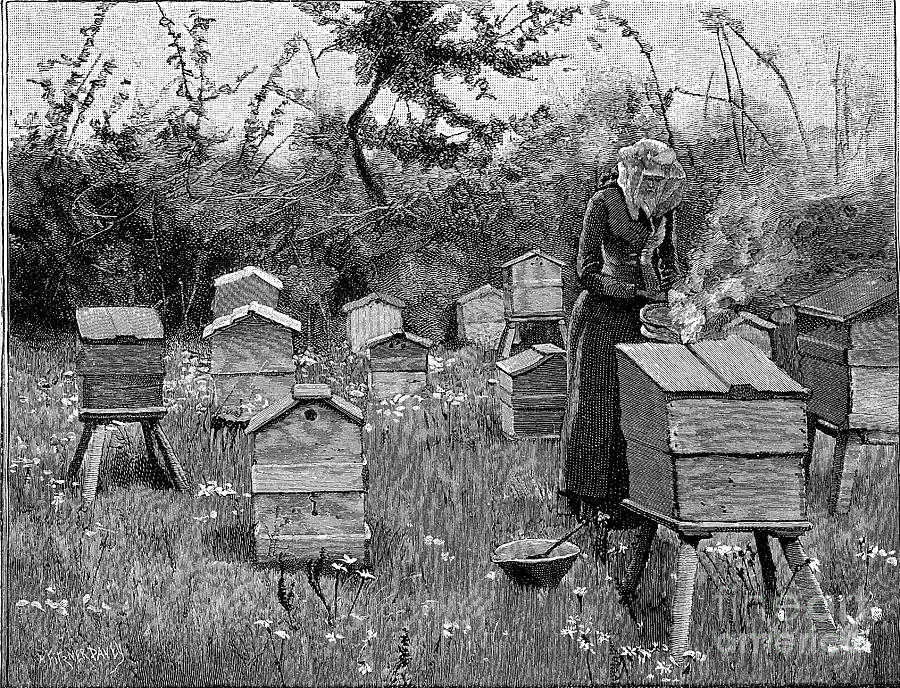 Apiary Of Wooden Hives, Lismore Drawing by Print Collector