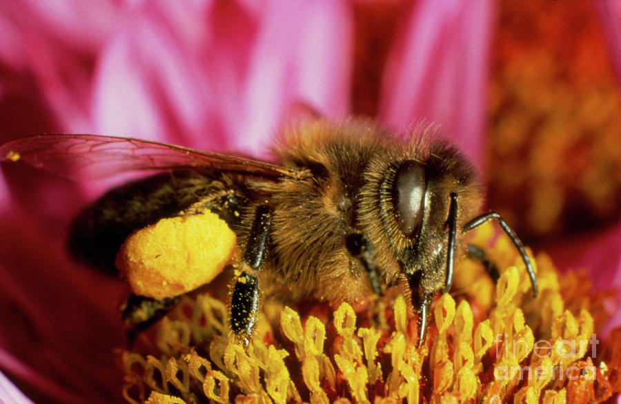 Apis Mellifera Photograph by Dr Jeremy Burgess/science Photo Library