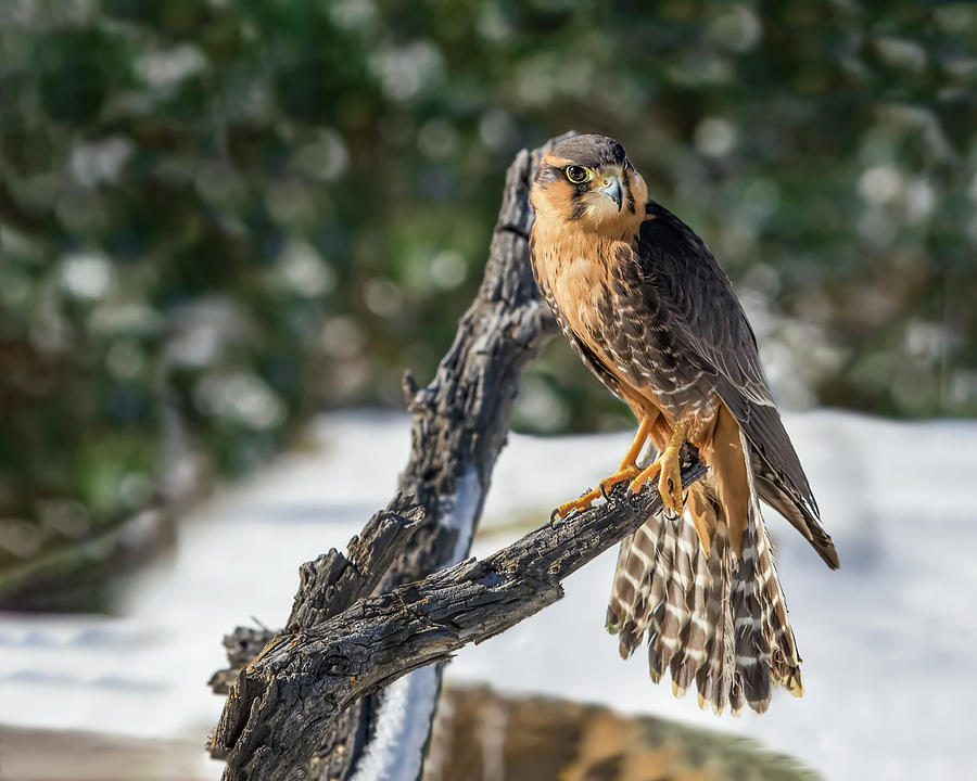 Aplomado Falcon Photograph by Dawn Key