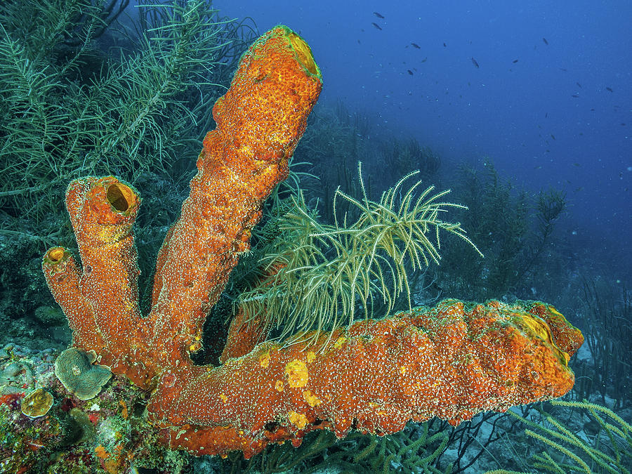 Aplysina fistularis -Metazoa -Los Roques. Venezuela Photograph by ...