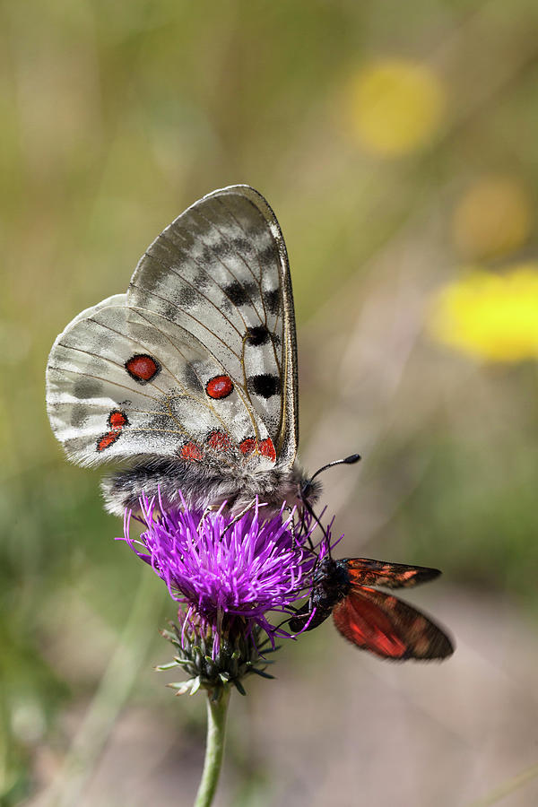 Apollo Butterfly And Burnet Moths On Meadow Knapweed Photograph by Konrad Wothe