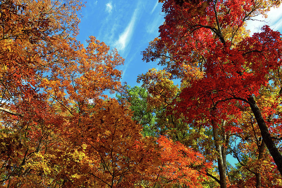 Appalachian Autumn Canopy Photograph by Greg Norrell