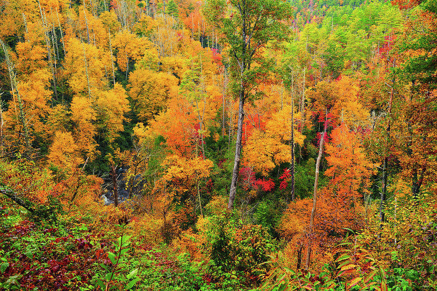 Appalachian Autumn Photograph by Greg Norrell