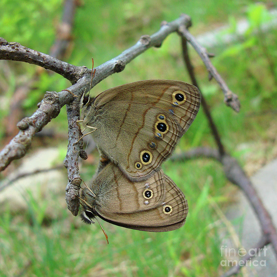 Appalachian Brown Butterflies Photograph by Amy E Fraser
