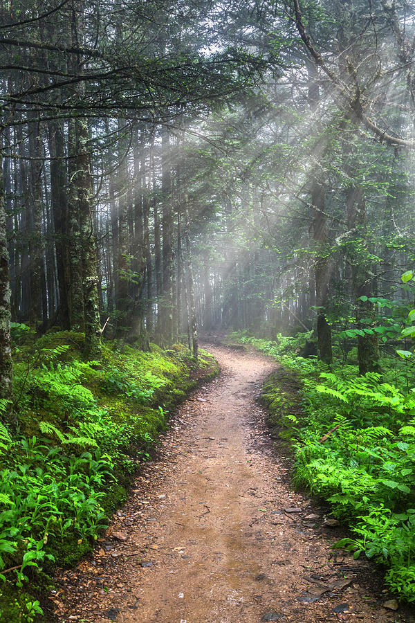 Appalachian Trail by Mount LeConte Photograph by Debra and Dave Vanderlaan