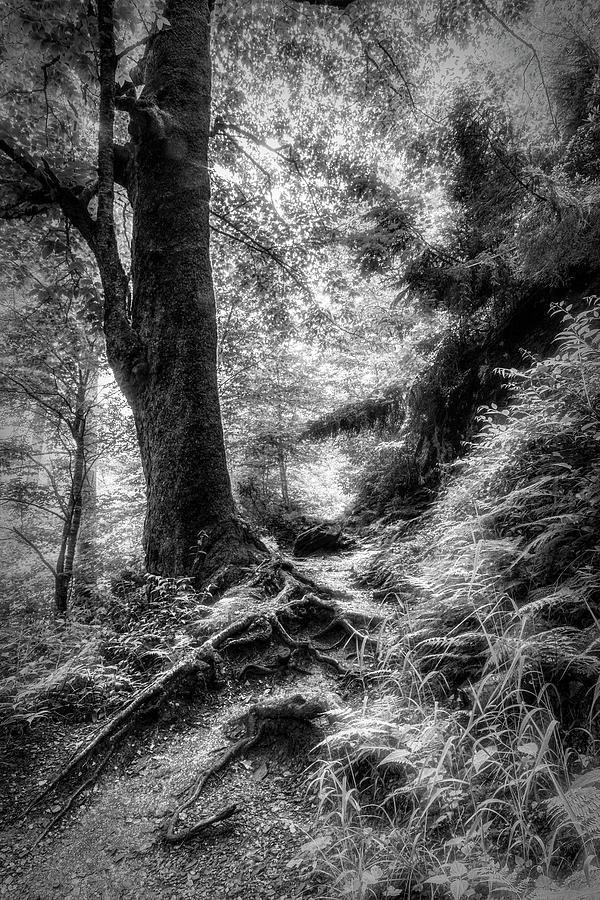 Appalachian Trail in Black and White  Photograph by Debra and Dave Vanderlaan